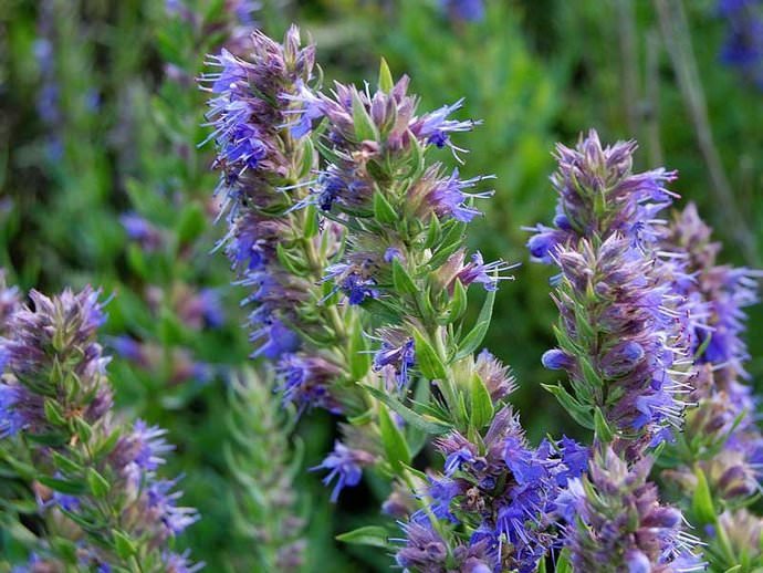 Иссоп или зверобой синий относится к полукустарниковым пряным растениям с терпким вкусом
